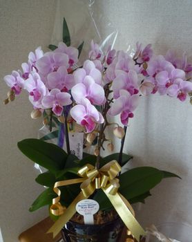 120106flower.jpg