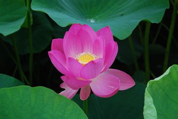 120630oogahasu.jpg